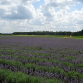 4cbd55ea994d43db122fc72ad3fdb656