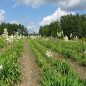 516a4fa43da97079b274dd8239cf7ed9