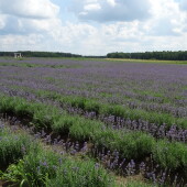 5e274349f51101a30ccc166cc57d3769