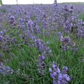 6014d77023d574ebf42019bc5673c2e5