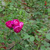 7aabd1aee9e6f1e7a5153d03701c77f1