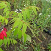 7dd97aad42eb967283556b277280feba