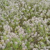 80da1742d2a98dcd58c40a3c8800632c