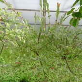 a1132904737292db0699fa7eb52a0e9b