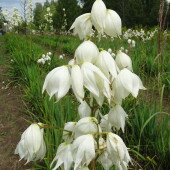 c397bc6950e8295afe4a93845adf4ed0