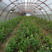 d03f140a194c7232534420fb1559176a