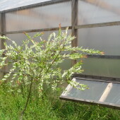 d3816d80259c0fb42cb9f23fcf4f7ccd