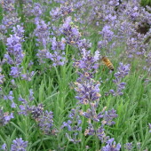 d9ae3d6f18fb34e4f3ced54a5cde23ff