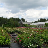 dc8db13f38507dbc347dbcae338024b9