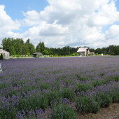 e14256302f8d43e1ba07e8e62f8d3ec9