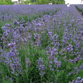 e7067f442ba6504ece7680573d43e388