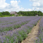 e868323eee75cd7131ed8d3648bd9707