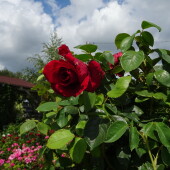 e88f43f56e5df5df50c2d5650a682a85