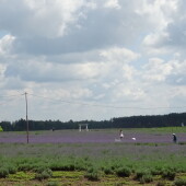 e8e0b6e2e711f93afcb2080cf0bc82b9