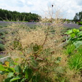 ea85e69bd22889902ab24a21f88dfe19