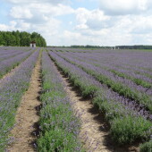 f46c5b80d0cd8b3652bd87bb3b6da8cc