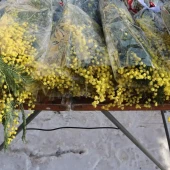 09956f66c6cfaa2e665a8db76a2ac252