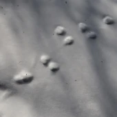 debae739ceac5cb90e408b4795725621