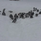 6df79bed38d67abcd4b212ce5ccb9614