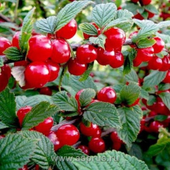 j4fgj5r7z90do54f2wdu4dm2zr4m28vs