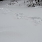 55bc3856ce837e9a31e2bbf20bcebd5c