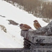 39513e91eb45fc03157113948699cee6