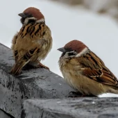 d5f109c4d5a32e72766357b299070686