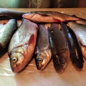 953c69b0f21d3f30b9d23e4ae8a2699b