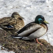 6fe3040a8075568b2ea48f371b00d6d6