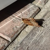 411082556acb6e53f605c84860180691