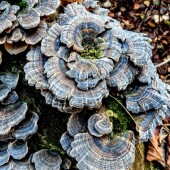 2296c8180beaf5baf773cecbd68388d0