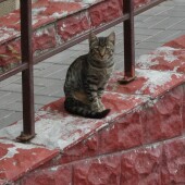 303101f761a142f3f8f0772f1f44717e