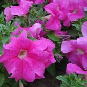 30600555ad2957672aad2a7ae853e00e