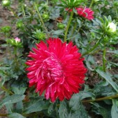 3604660ad19489001b9e6b2326877003