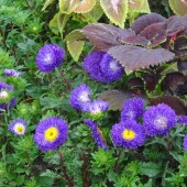 767fbf92d761d9cba5917a0fb16a9817