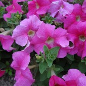 7f986541ee215b2e7fcf012a18de495b