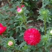 98a3d66f0a676c397e03a2b39d6fe177