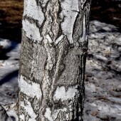 a49d237015a08937310f9d90f61fc676