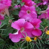 ae59092f053d9308511760cc71dcd04f