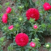 cbf72c85f4f61b064c7f5874e4eb2428