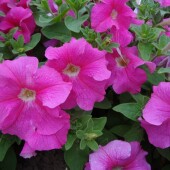 d0812e16b1dd72661dee90e8564061db