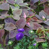 fcdc44d6d4ed81233ce538eb5c717240