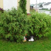 049127726df222d31cc462b25c84a780