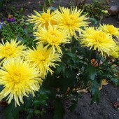 15491f76c89aec5a95e374b484d9e182