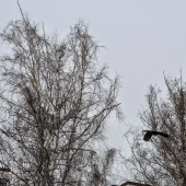 17f82b32000ea79099472683b9cb07c1