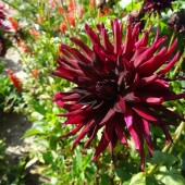 23d5e6c596fcec84fbbf4e0fc21510d6