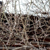 292ccdeff9a9e32bec6aa4c3d4880acb