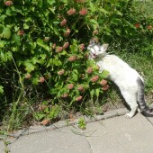 4d25300e96095d873587198c2fcac746