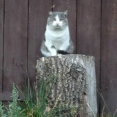 6a75dafdf99a67cbcd99fc2f715d972f