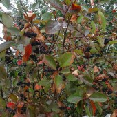 71dfd2b24ac44fa60dc4082742cb527b